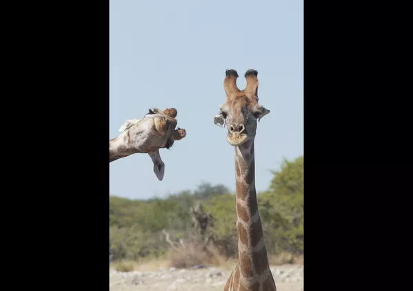 Финалисты премии Comedy Wildlife Photography Awards 2020 Финалисты премии Comedy Wildlife Photography Awards 2020 - Sputnik Lietuva