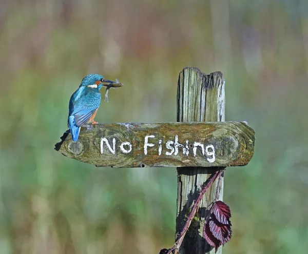 Финалисты премии Comedy Wildlife Photography Awards 2020 Финалисты премии Comedy Wildlife Photography Awards 2020 - Sputnik Lietuva