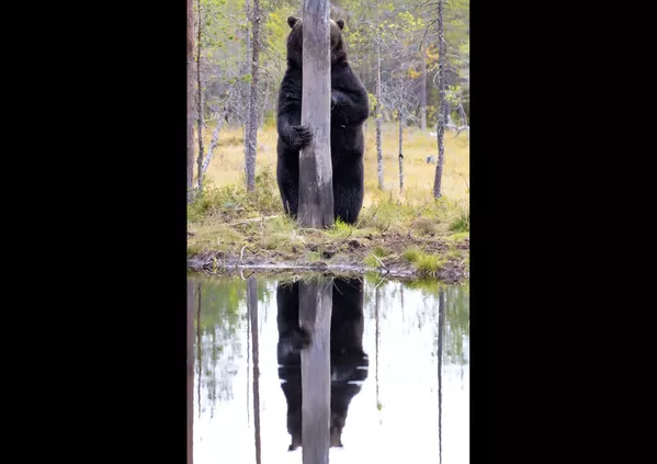 Финалисты премии Comedy Wildlife Photography Awards 2020 Финалисты премии Comedy Wildlife Photography Awards 2020 - Sputnik Lietuva