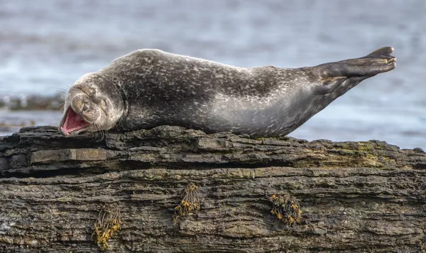 Финалисты премии Comedy Wildlife Photography Awards 2020 Финалисты премии Comedy Wildlife Photography Awards 2020 - Sputnik Lietuva