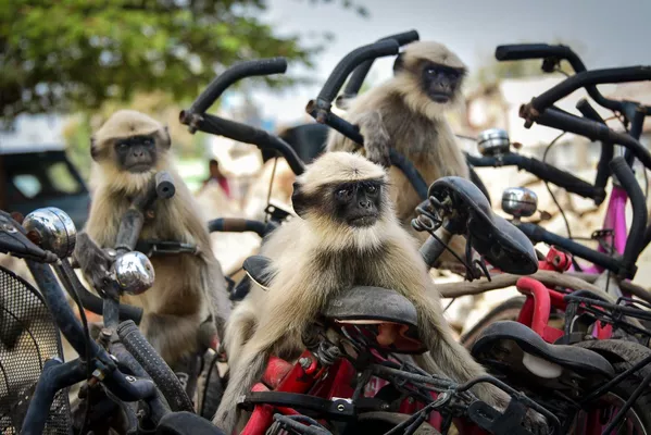 Финалисты премии Comedy Wildlife Photography Awards 2020 Финалисты премии Comedy Wildlife Photography Awards 2020 - Sputnik Lietuva