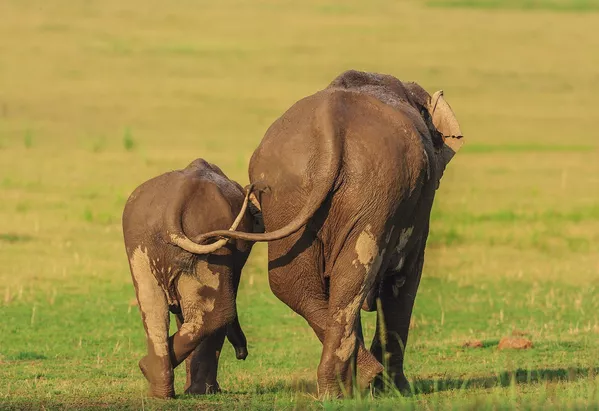 Финалисты премии Comedy Wildlife Photography Awards 2020 Финалисты премии Comedy Wildlife Photography Awards 2020 - Sputnik Lietuva