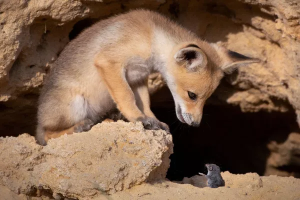 Финалисты премии Comedy Wildlife Photography Awards 2020 Финалисты премии Comedy Wildlife Photography Awards 2020 - Sputnik Lietuva