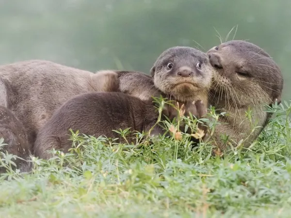 Финалисты премии Comedy Wildlife Photography Awards 2020 Финалисты премии Comedy Wildlife Photography Awards 2020 - Sputnik Lietuva