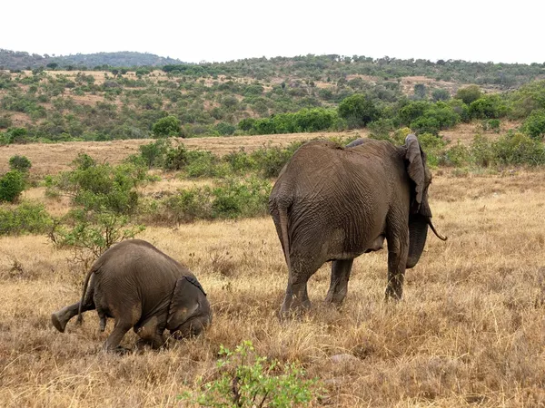Финалисты премии Comedy Wildlife Photography Awards 2020 Финалисты премии Comedy Wildlife Photography Awards 2020 - Sputnik Lietuva
