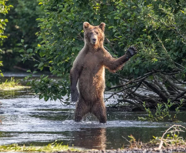 Финалисты премии Comedy Wildlife Photography Awards 2020 Финалисты премии Comedy Wildlife Photography Awards 2020 - Sputnik Lietuva