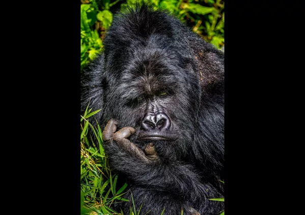 Финалисты премии Comedy Wildlife Photography Awards 2020 Финалисты премии Comedy Wildlife Photography Awards 2020 - Sputnik Lietuva