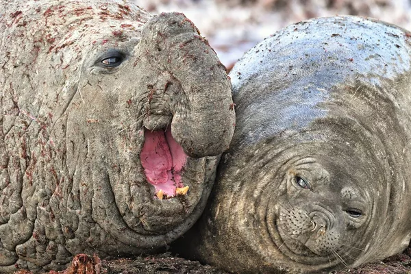 Финалисты премии Comedy Wildlife Photography Awards 2020 Финалисты премии Comedy Wildlife Photography Awards 2020 - Sputnik Lietuva