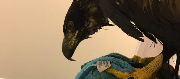 Ventės Rago ornitologai išgelbėjo jūrinį erelį Ventės Rago ornitologai išgelbėjo jūrinį erelį - Sputnik Lietuva