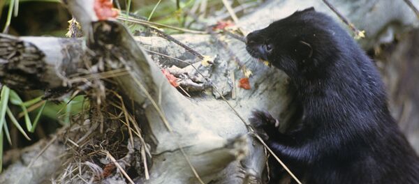 Audinė - Sputnik Lietuva