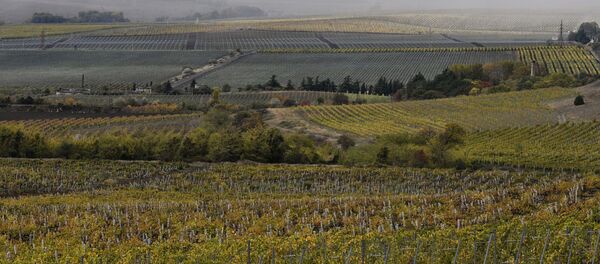 Виноградники компании Золотая Балка в Крыму Виноградники компании Золотая Балка в Крыму - Sputnik Lietuva