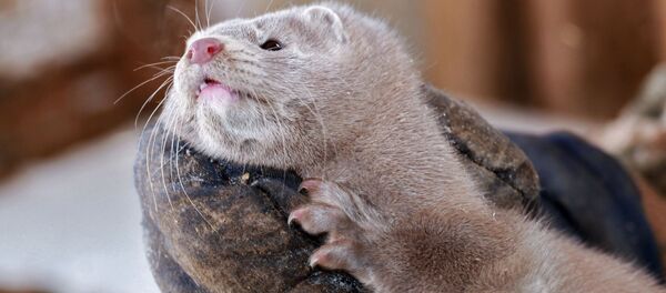 Норка на руках сотрудника зверохозяйства - Sputnik Литва