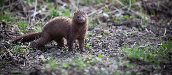 Норка - Sputnik Литва