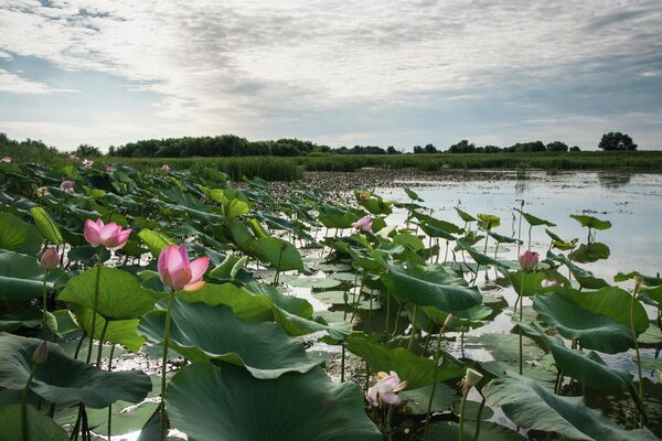 Žydintis lotosas Volgos deltoje. - Sputnik Lietuva