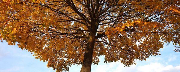 Осеннее дерево - Sputnik Литва