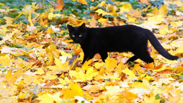 Черная кошка - Sputnik Lietuva