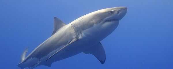 Белая акула Белая акула - Sputnik Lietuva