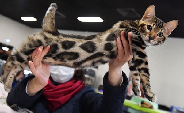 Кошка породы бенгальская на выставке КоШарики-Шоу в Москве - Sputnik Lietuva
