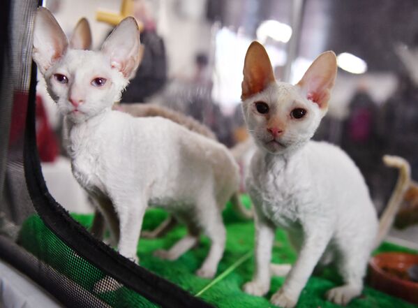 Кошки породы корниш рекс на выставке КоШарики-Шоу в Москве - Sputnik Lietuva