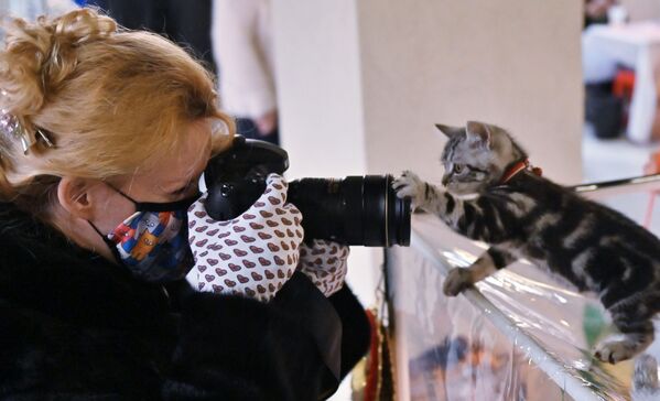 Фотограф снимает котенка породы скоттиш-страйт (шотландская прямоухая) на выставке КоШарики-Шоу в Москве - Sputnik Lietuva