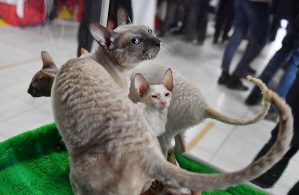 Кошки породы корниш рекс на выставке КоШарики-Шоу в Москве - Sputnik Lietuva