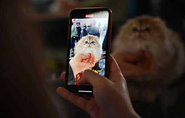 Посетитель фотографирует кошку породы хайленд-фолд (шотландская вислоухая) длинношерстная на выставке КоШарики-Шоу в Москве - Sputnik Lietuva