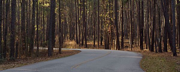 Дорога в лесу Дорога в лесу - Sputnik Lietuva
