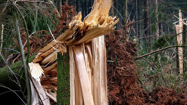 Поваленные ветром деревья в лесу, архивное фото - Sputnik Lietuva
