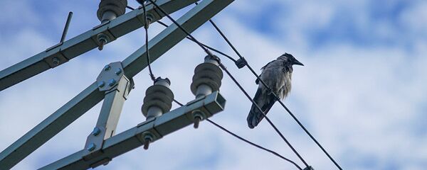Ворона сидит на высоковольтных проводах  - Sputnik Литва