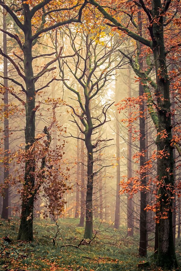 Снимок Mortimers Tree британского фотографа David G Jones, попавший в ТОП-101 конкурса The International Landscape Photographer of the Year 2020 - Sputnik Литва