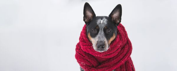 Собака в шарфике Собака в шарфике - Sputnik Lietuva