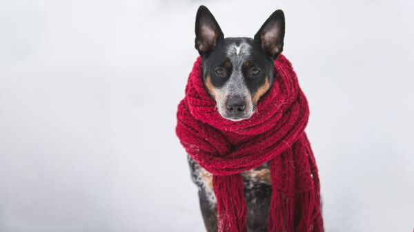 Собака в шарфике - Sputnik Литва