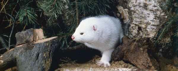 Белая норка - Sputnik Литва