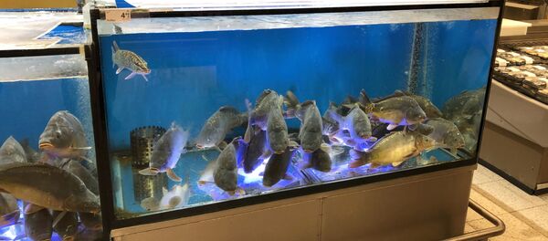 Аквариум с живой рыбой в сети супермаркетов Максима - Sputnik Литва