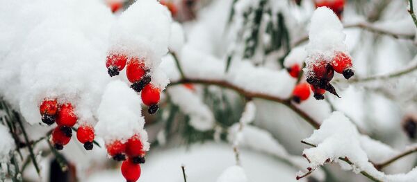 Снег, ягоды - Sputnik Литва