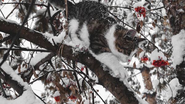 Снег, рябина, кот - Sputnik Lietuva