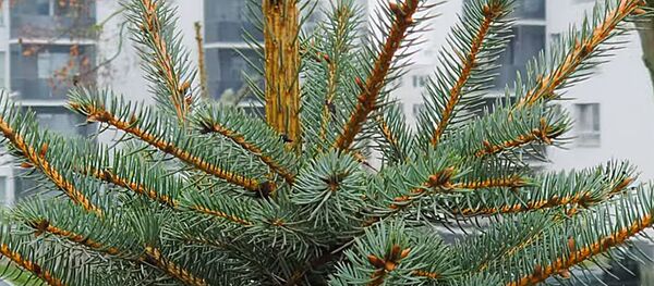 В Вильнюсе высаживают новые деревья  - Sputnik Литва