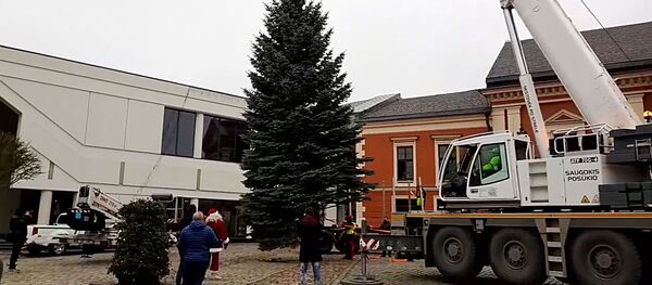 Klaipėdoje pastatyta Kalėdų eglė Klaipėdoje pastatyta Kalėdų eglė - Sputnik Lietuva