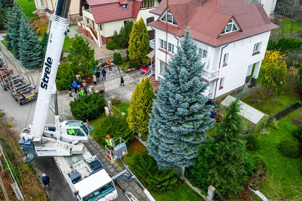 Установка рождественской ели в Клайпеде попала на видео - Sputnik Литва