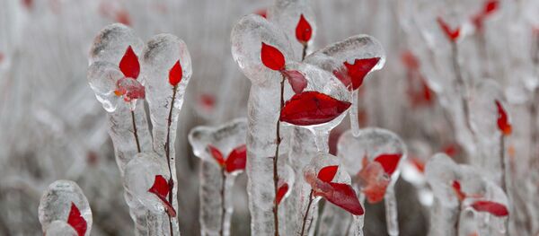 Обледеневшие деревья, архивное фото - Sputnik Литва