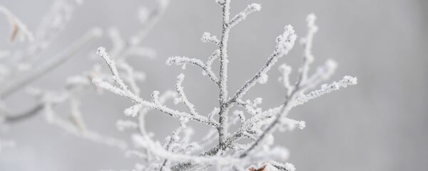 Иней на деревьях, архивное фото - Sputnik Литва