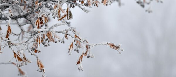 Horoskopas Horoskopas - Sputnik Lietuva