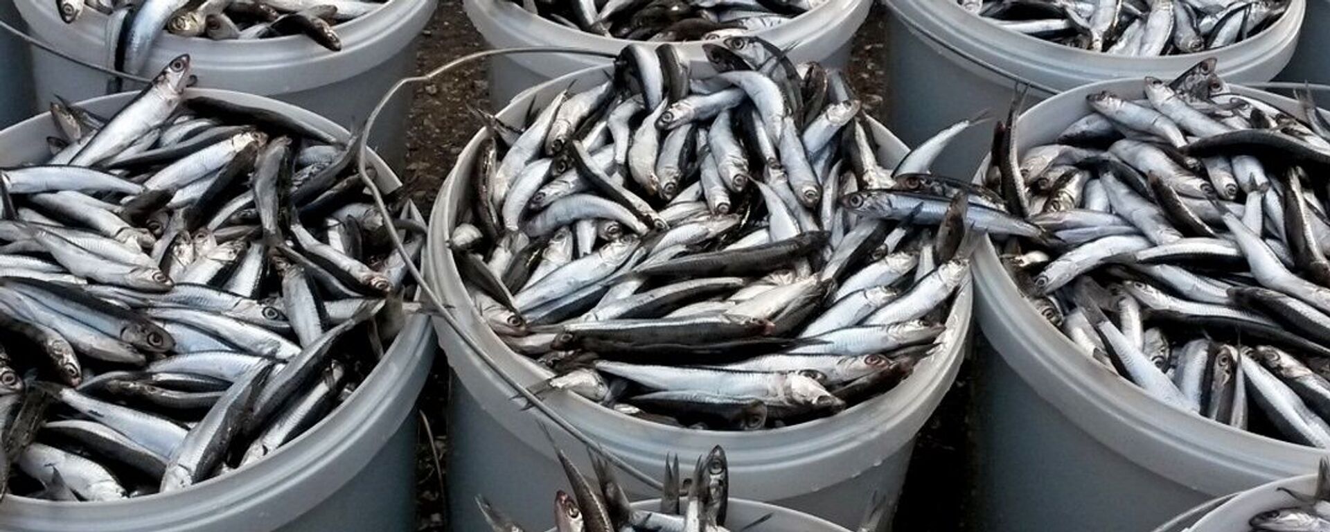 Каспийская килька - Sputnik Литва, 1920, 08.11.2025