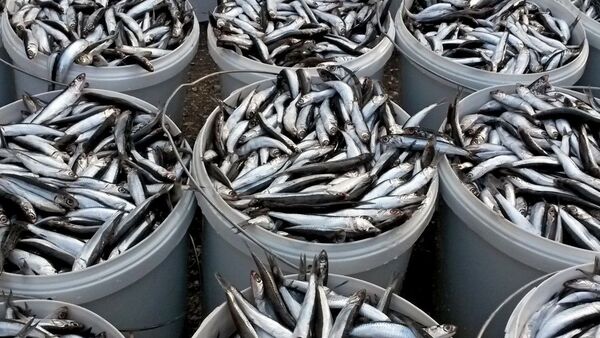 Каспийская килька - Sputnik Литва