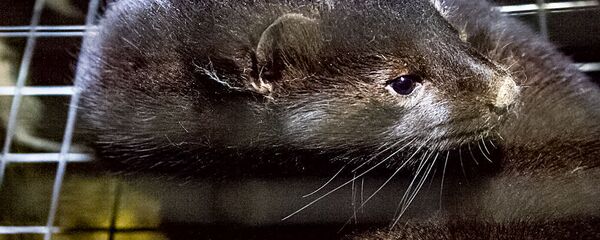 Audinė Audinė - Sputnik Lietuva