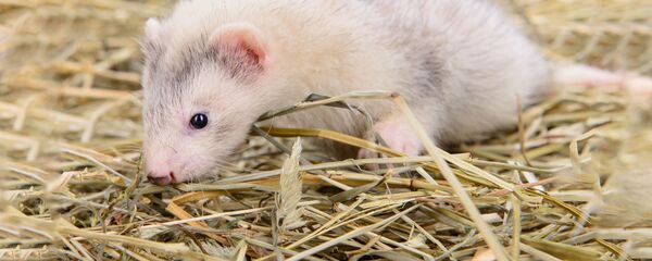 Норка - Sputnik Литва