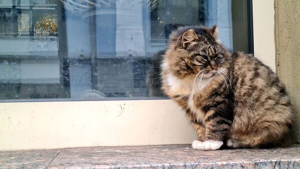 Кошка сидит около витрины магазина в Вильнюсе - Sputnik Lietuva