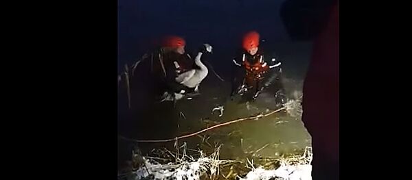 Ugniagesiai iš ledinio vandens išgelbėjo sužeistą gulbę Ugniagesiai iš ledinio vandens išgelbėjo sužeistą gulbę - Sputnik Lietuva