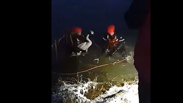 Пожарные из Литвы показали на видео операцию по спасению раненого лебедя - Sputnik Литва