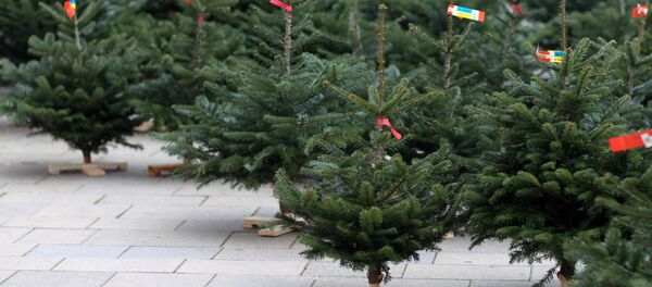Продажа рождественских елок - Sputnik Литва